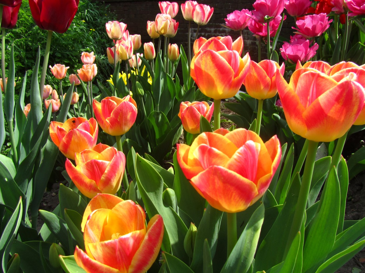 Tulp-Candy-Corner-1 Candy Corner - Afbeelding 1