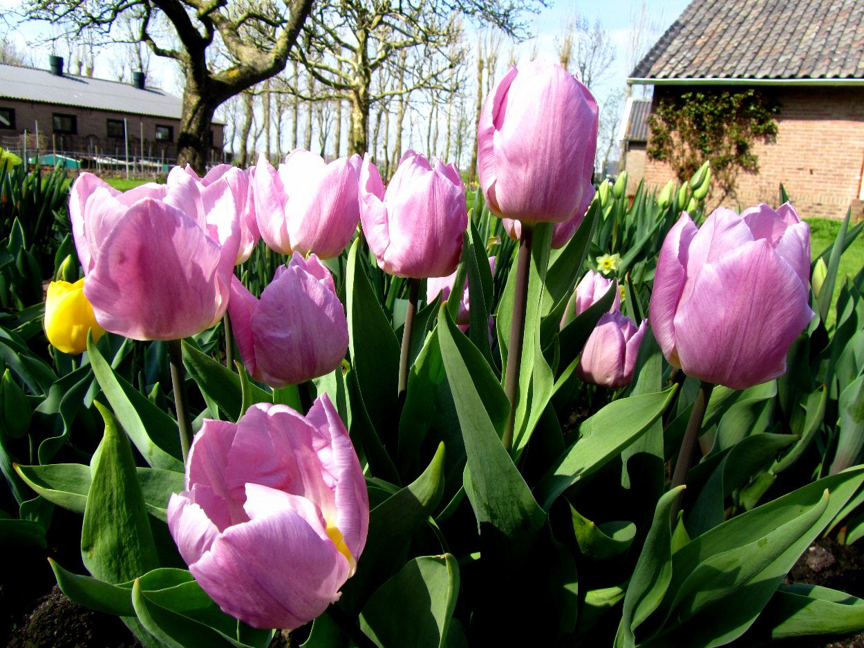 Tulp-Candy-Prince-1 Candy Prince - Afbeelding 1