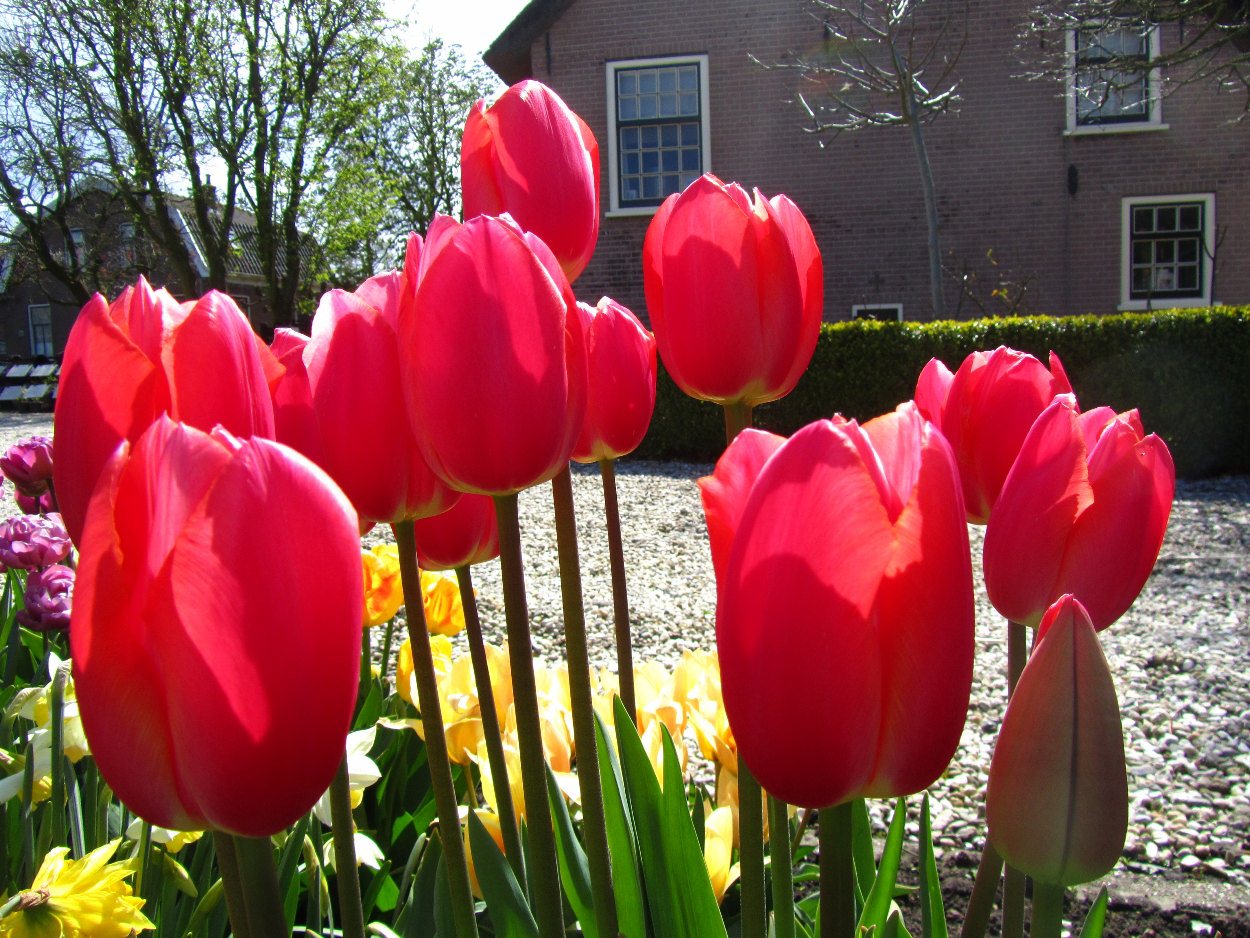 Tulp-Cape-Holland-1 Cape Holland - Afbeelding 1