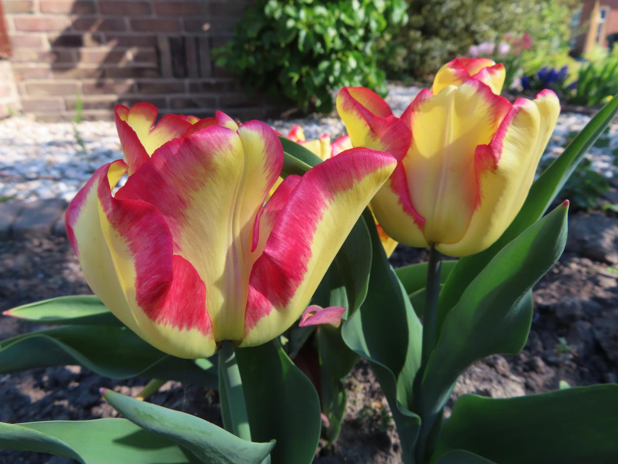 Tulp-Cape-Town-1 Cape Town - Afbeelding 1