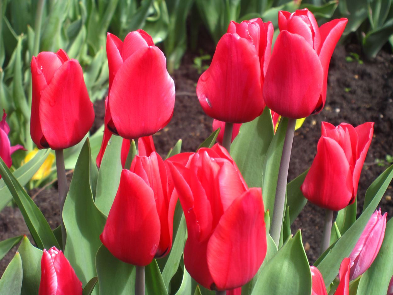 Tulp-Capri-1 Capri - Afbeelding 1