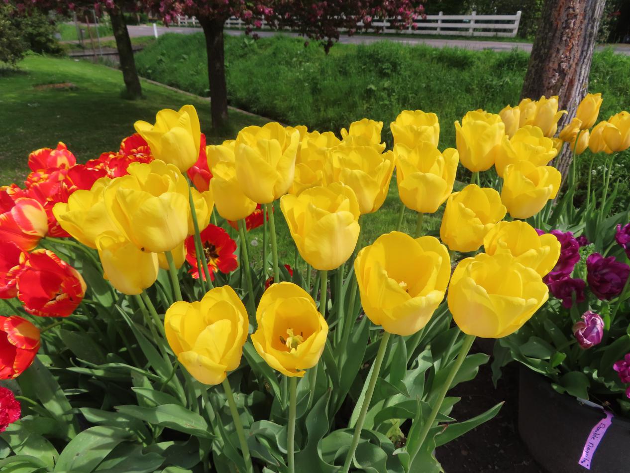Tulp-Caracter-1 Caractere - Afbeelding 1