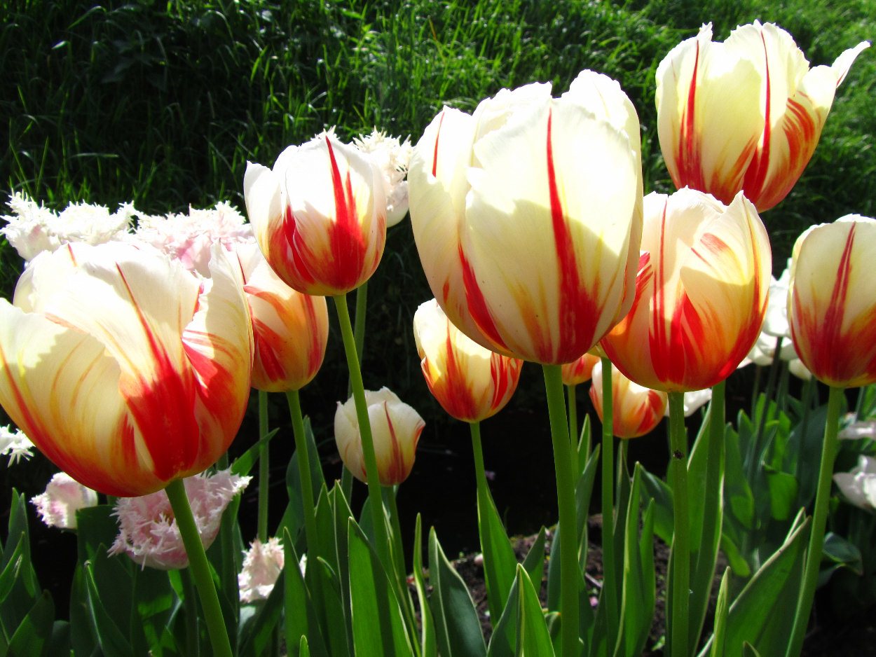Tulp-Carnaval-de-Rio-1 Carnaval de Rio - Afbeelding 1