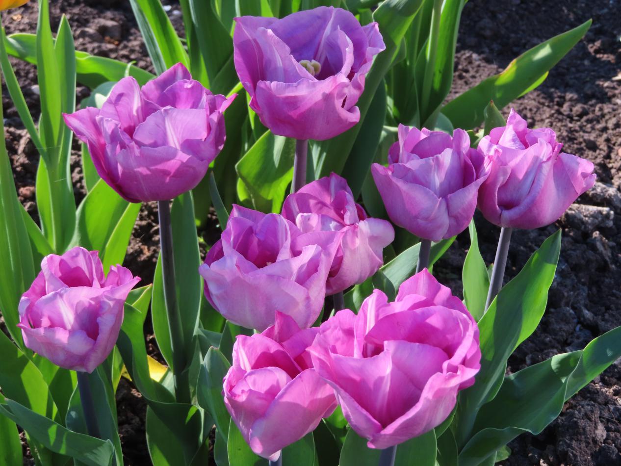 Tulp-Carre-1 Carre - Afbeelding 1