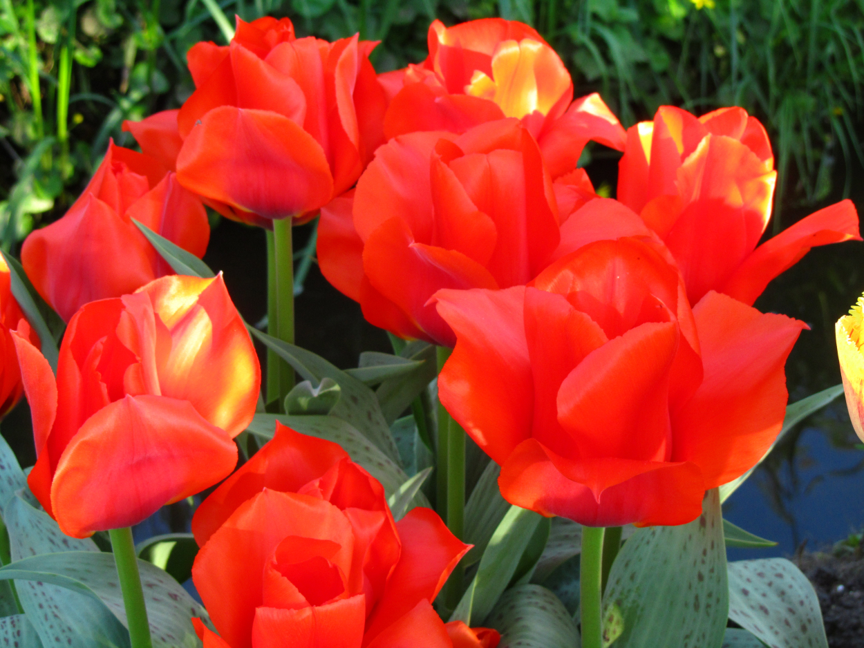 Tulp-Casa-Grande-1 Casa Grande - Afbeelding 1