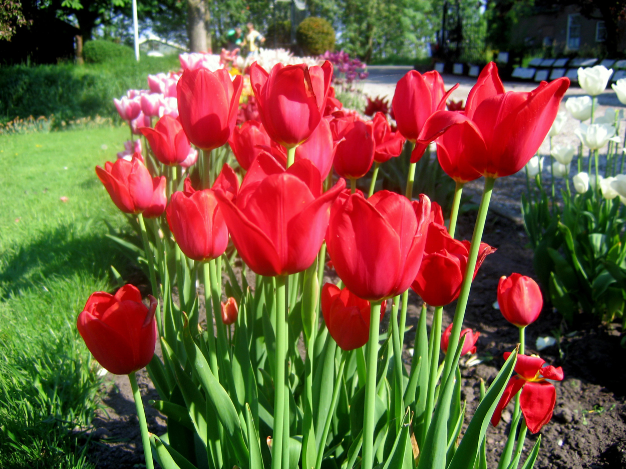 Tulp-Cashmire-1 Cashmir - Afbeelding 1