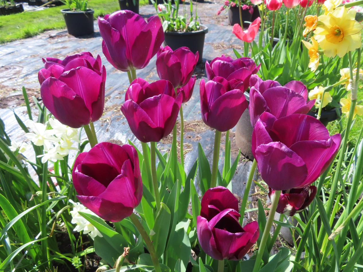 Tulp-Cavavelle-1 Caravelle Design - Afbeelding 1