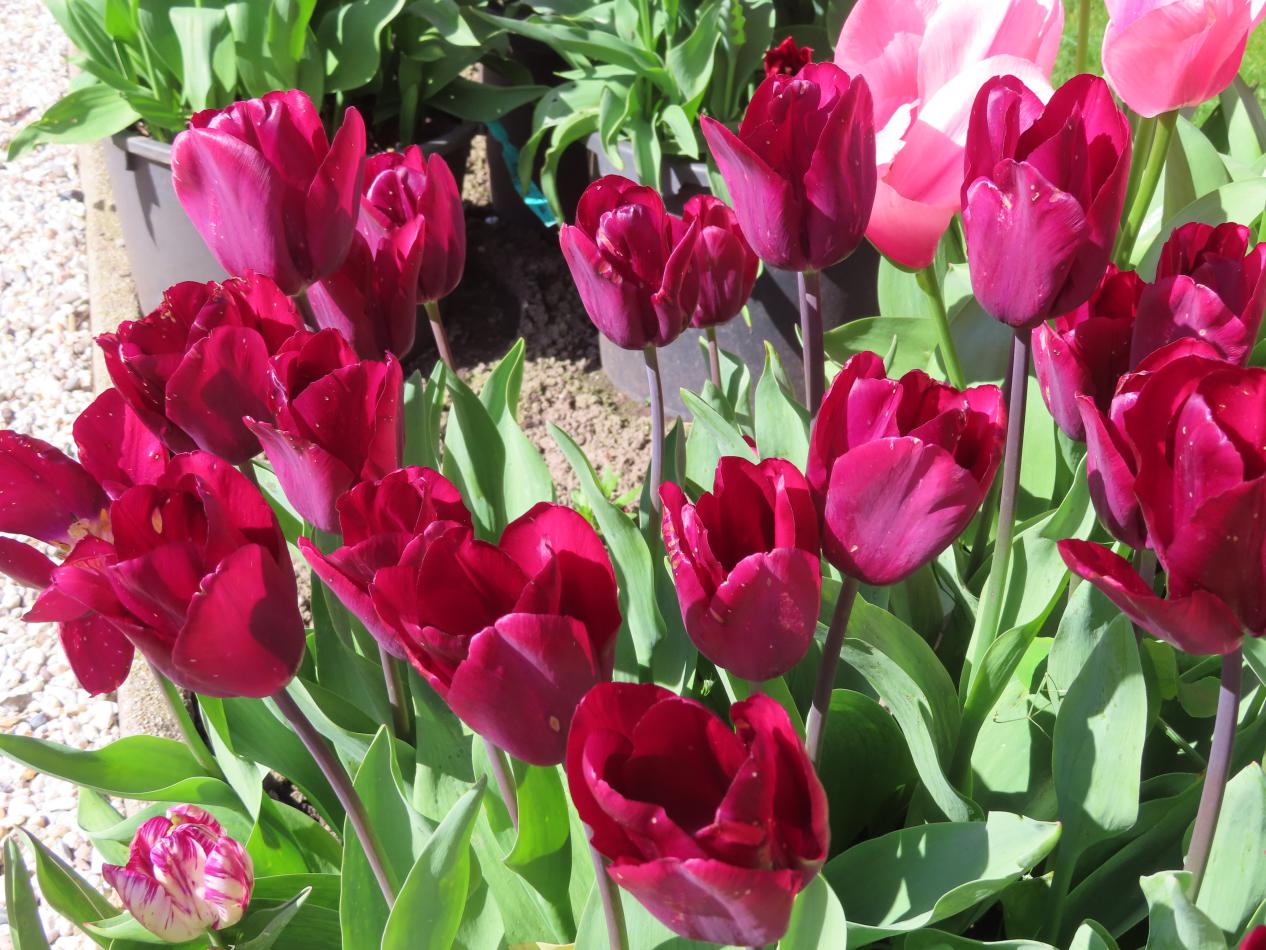 Tulp-Caviar-1 Caviar - Afbeelding 1
