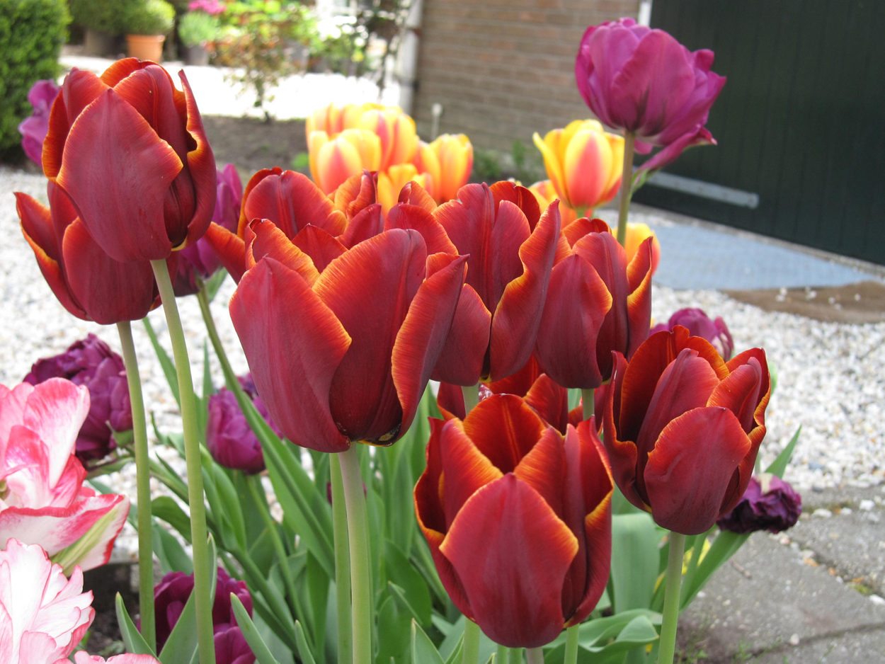 Tulp-Cayenne-1 Cayenne - Afbeelding 1