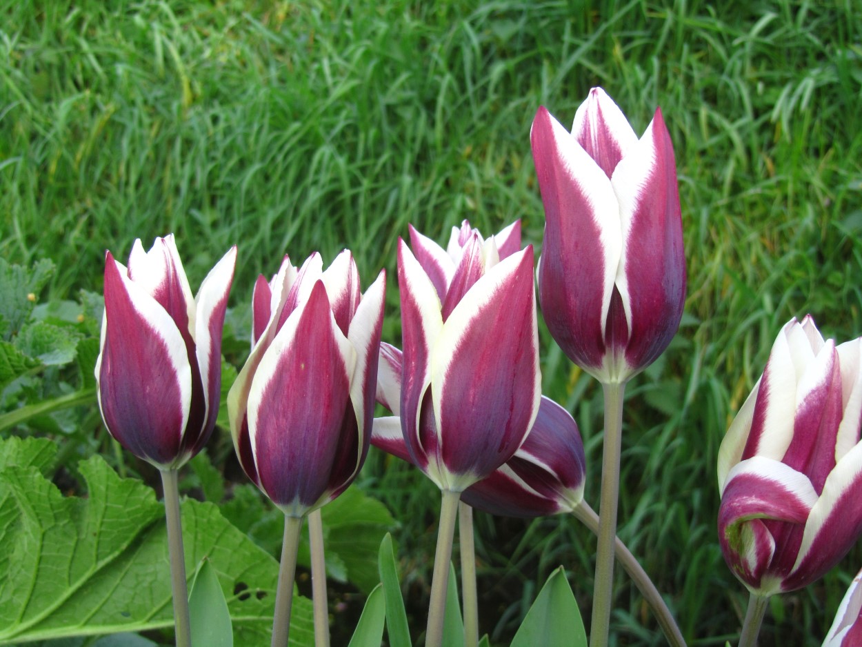 Tulp-Chansonette-1 Chansonnette - Afbeelding 1