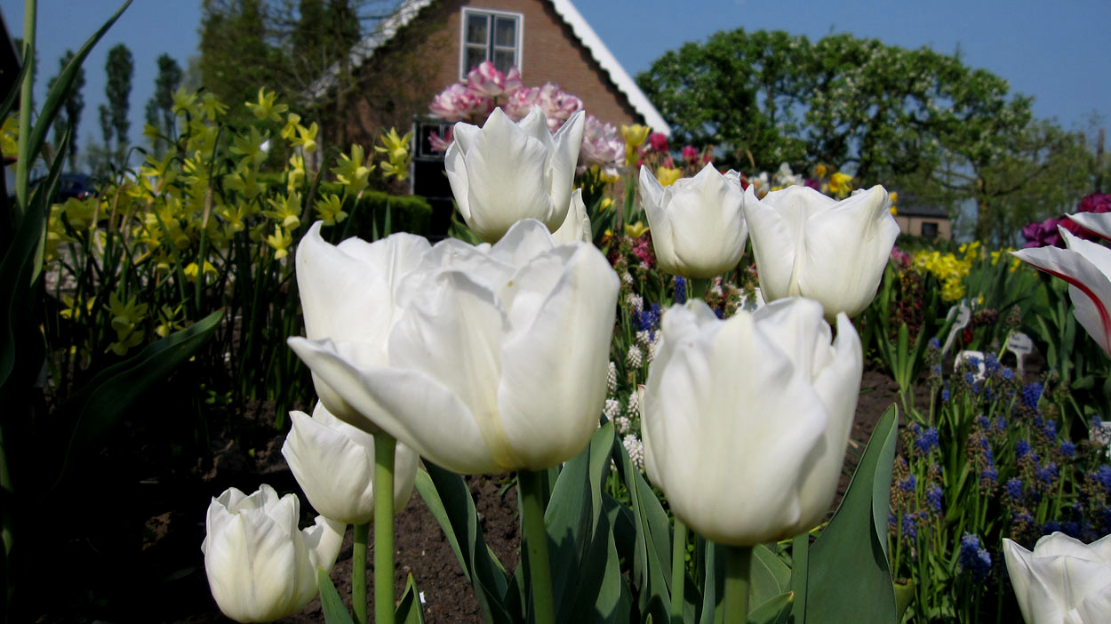 Tulp-Cheers-1 Cheers - Afbeelding 1