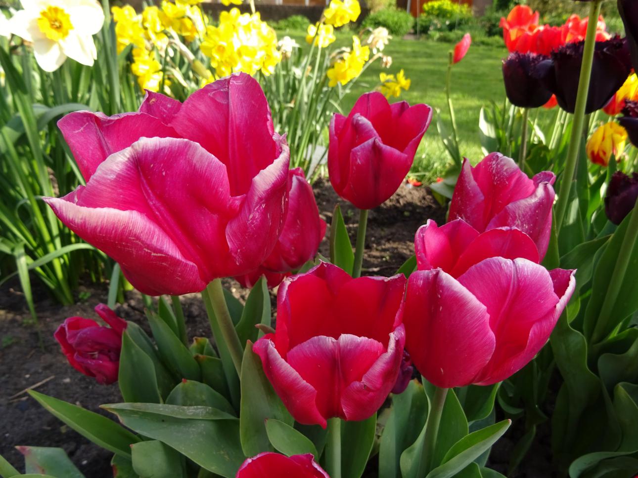 Tulp-Christmas-Marvel-1 Christmas Marvel - Afbeelding 1