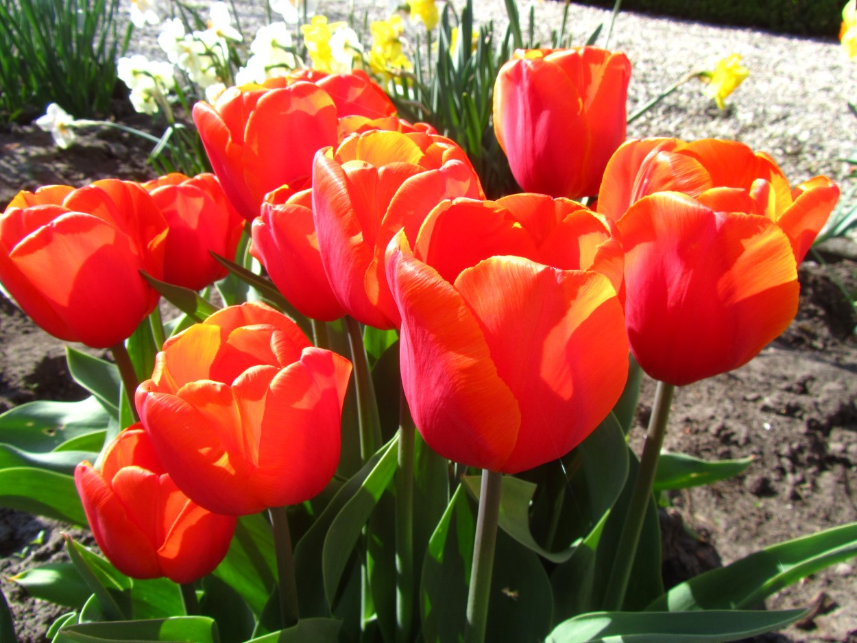Tulp-Christmas-Orange-1 Christmas Orange - Afbeelding 1