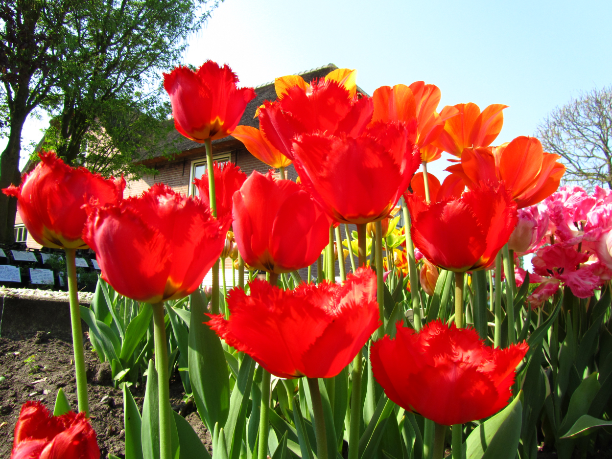 Tulp-Chrystal-Beauty-1 Crystal Beauty - Afbeelding 1