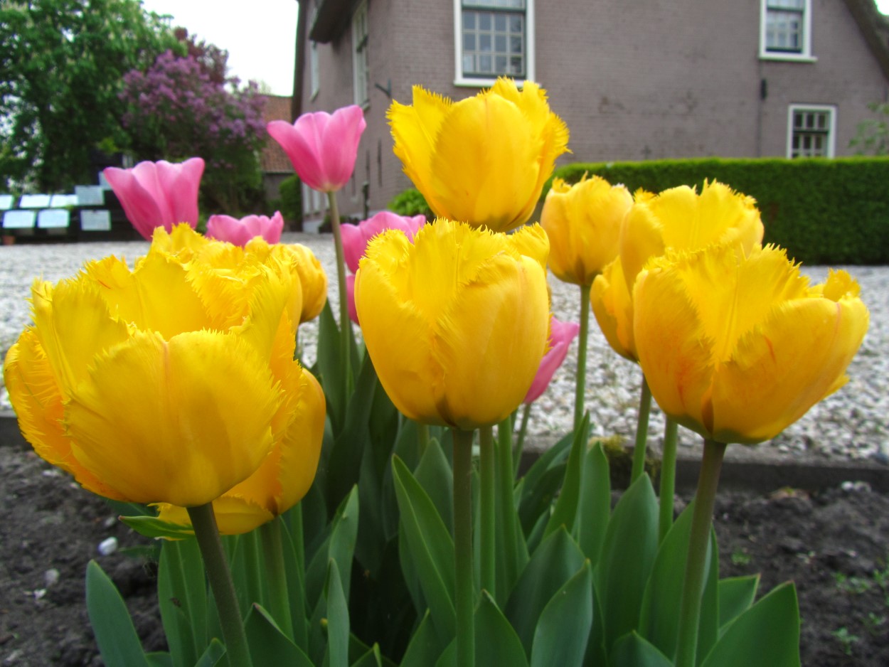 Tulp-Chrystal-Star-2 Crystal Star - Afbeelding 1