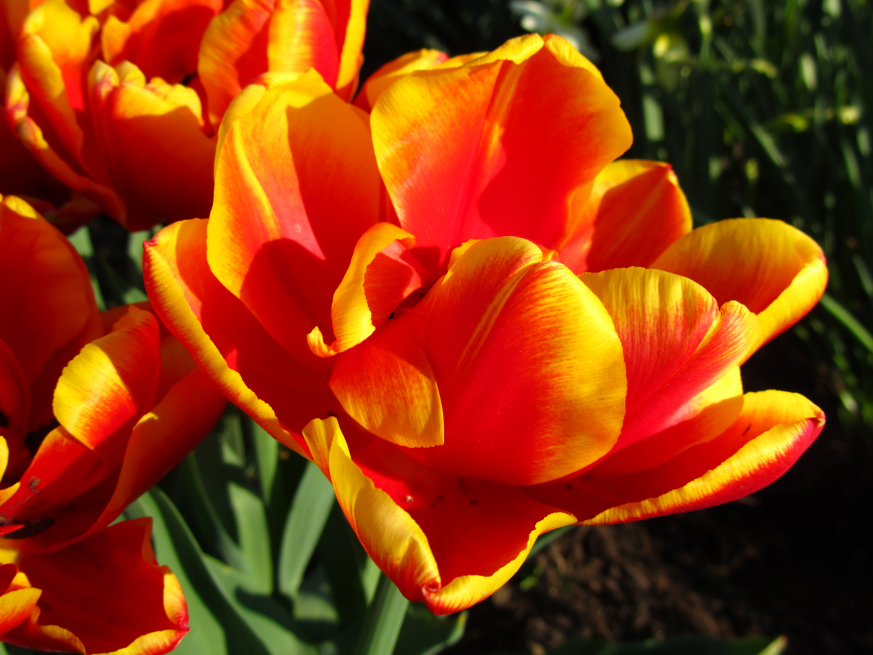 Tulp-Cilesta-1 Cilesta - Afbeelding 1