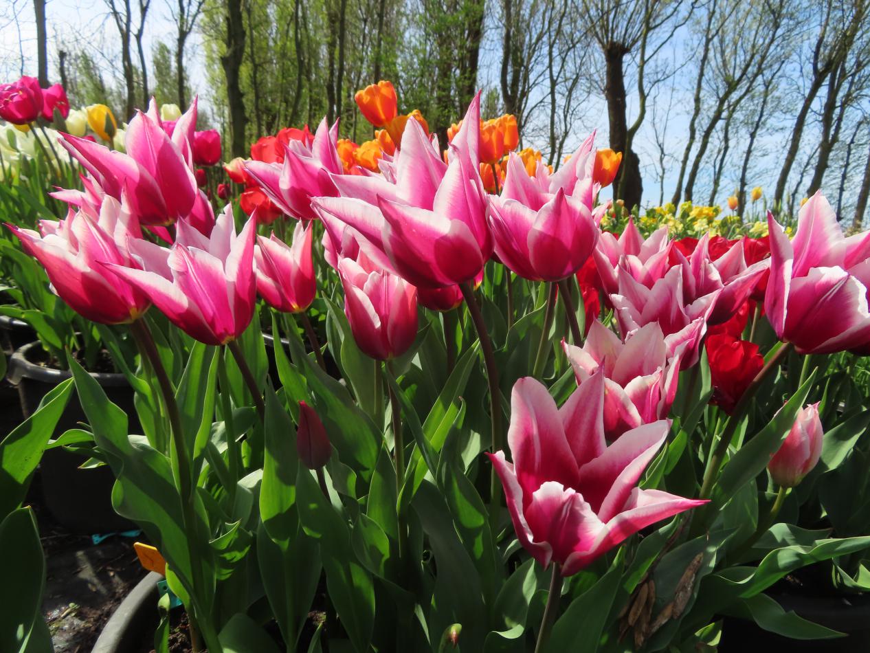 Tulp-Claudia-4 Claudia - Afbeelding 1