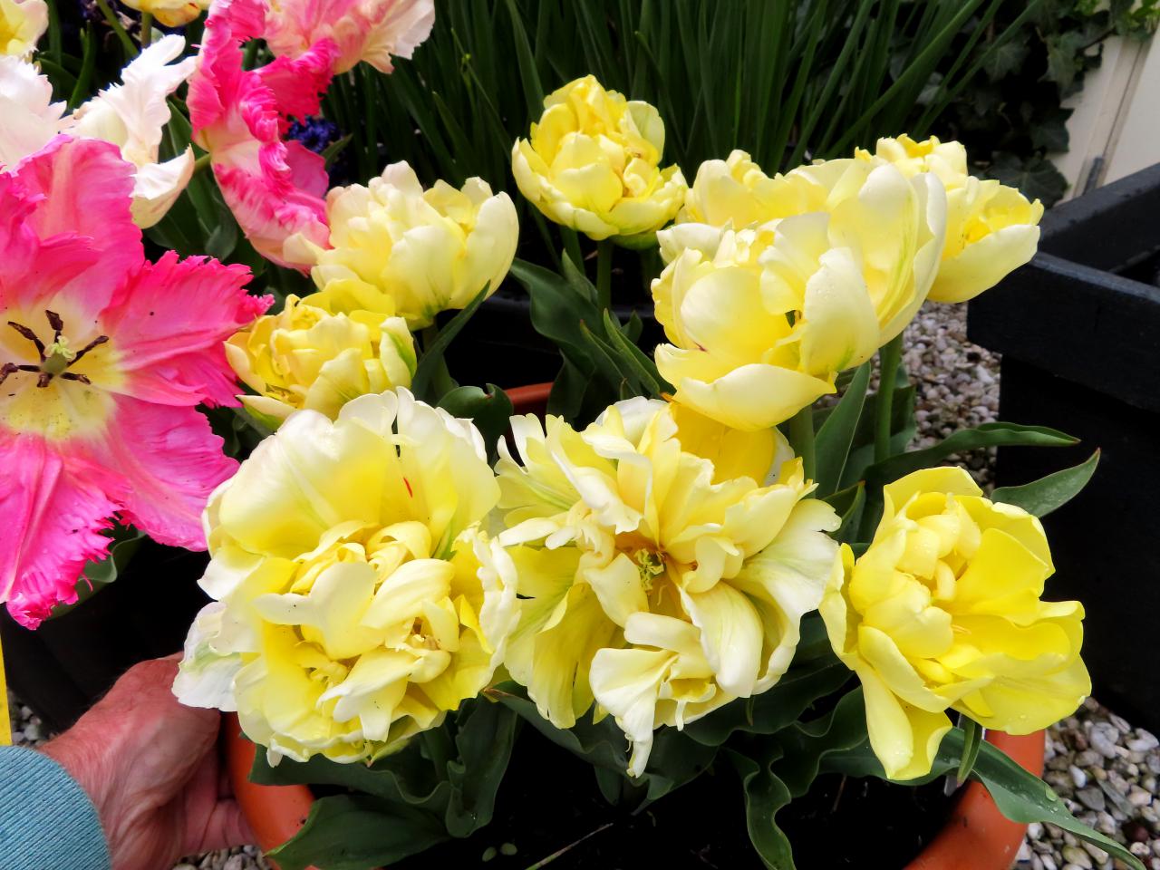 Tulp-Claus-Dalby-1 Claus Dalby - Afbeelding 1
