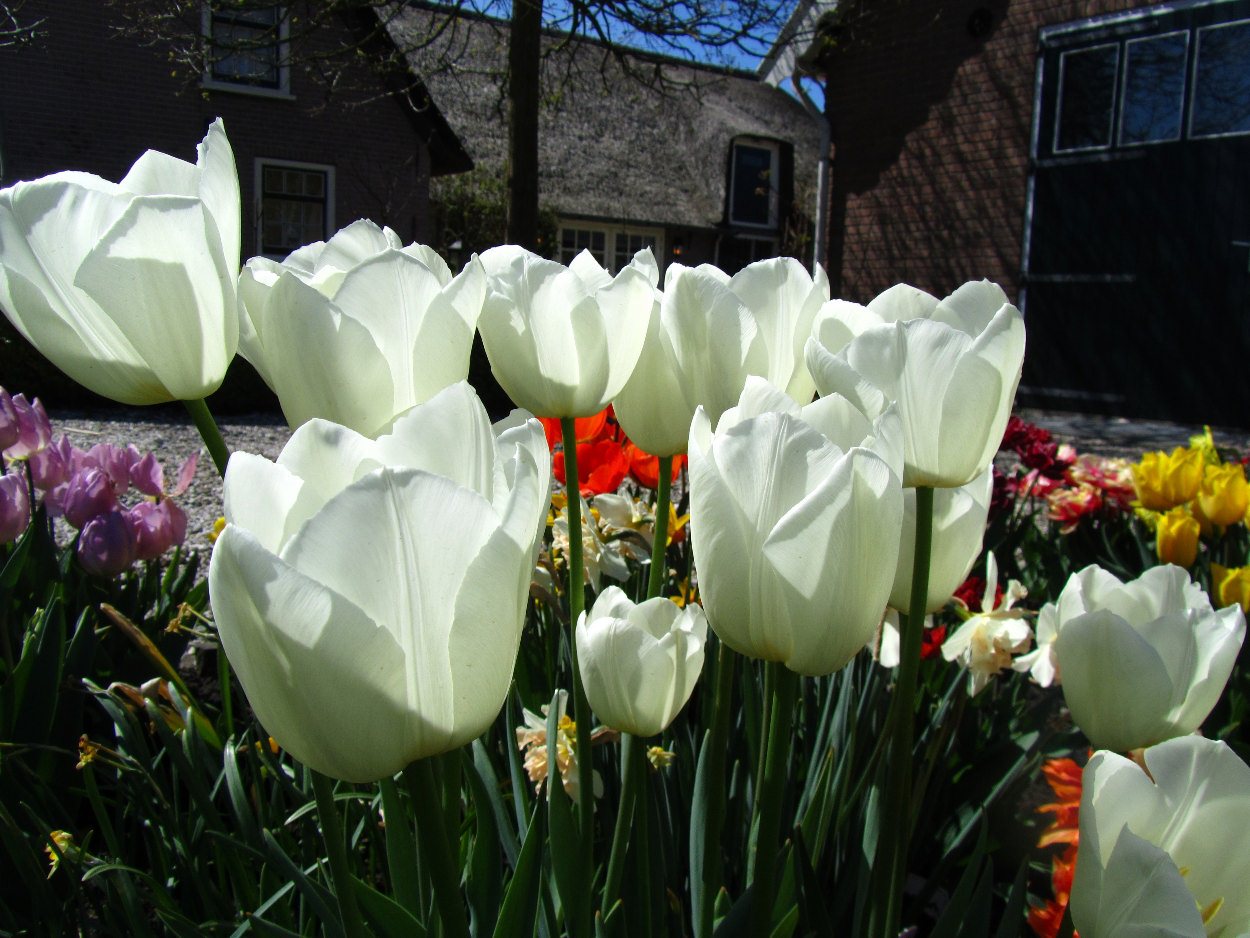 Tulp-Clear-Water-1 Clearwater - Afbeelding 1