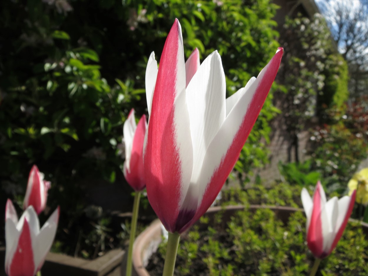 Tulp-Clusiana-1 Clusiana - Afbeelding 1