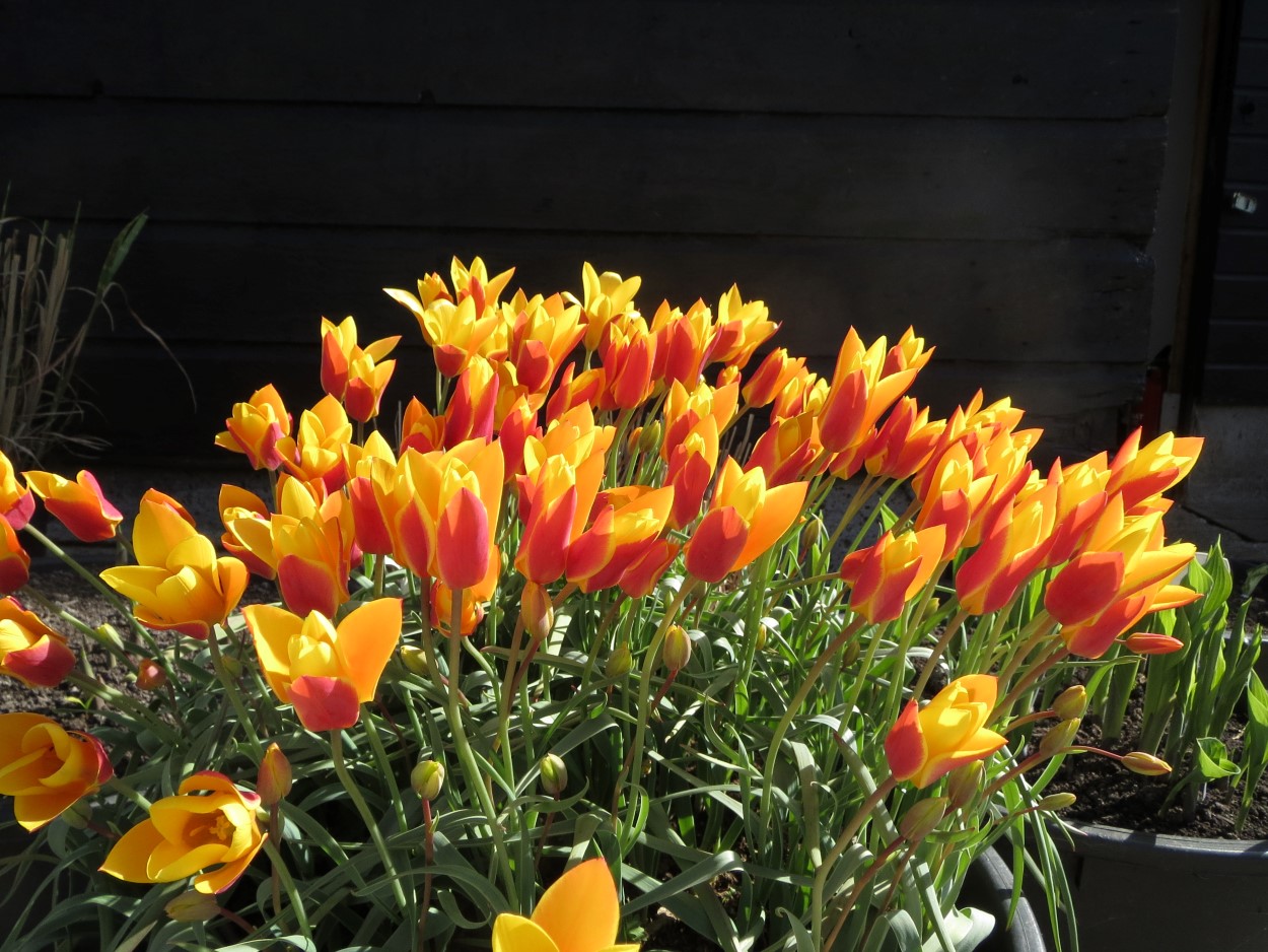 Tulp-Clusiana-Chrysantha-1 Clusiana Chrysantha Tubergens Gem - Afbeelding 1