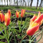 Clusiana Sheila