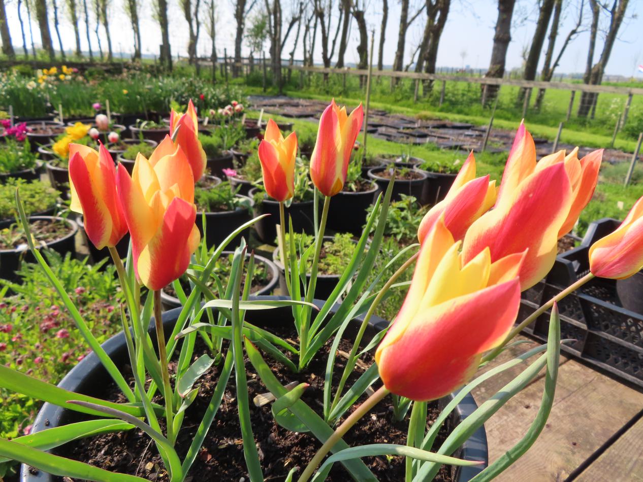 Tulp-Clusiana-Sheila-1 Clusiana Sheila - Afbeelding 1