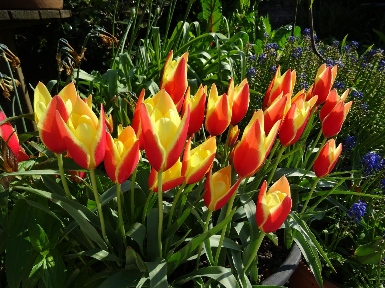 Tulp-Clusiana-Taco-1 Clusiana Taco - Afbeelding 1
