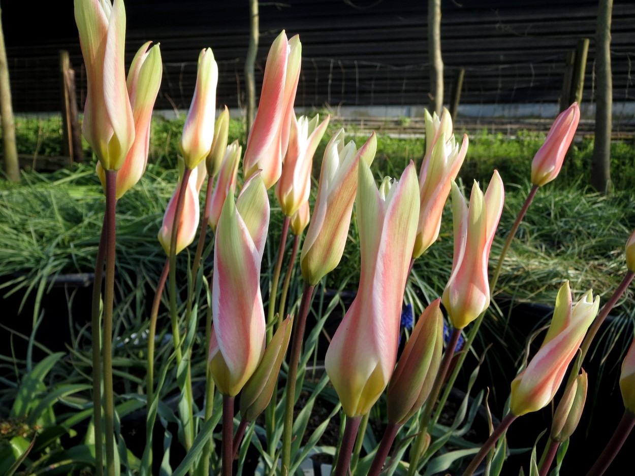 Tulp-Clusiana-Var-Stellata-1 Clusiana Stellata - Afbeelding 1