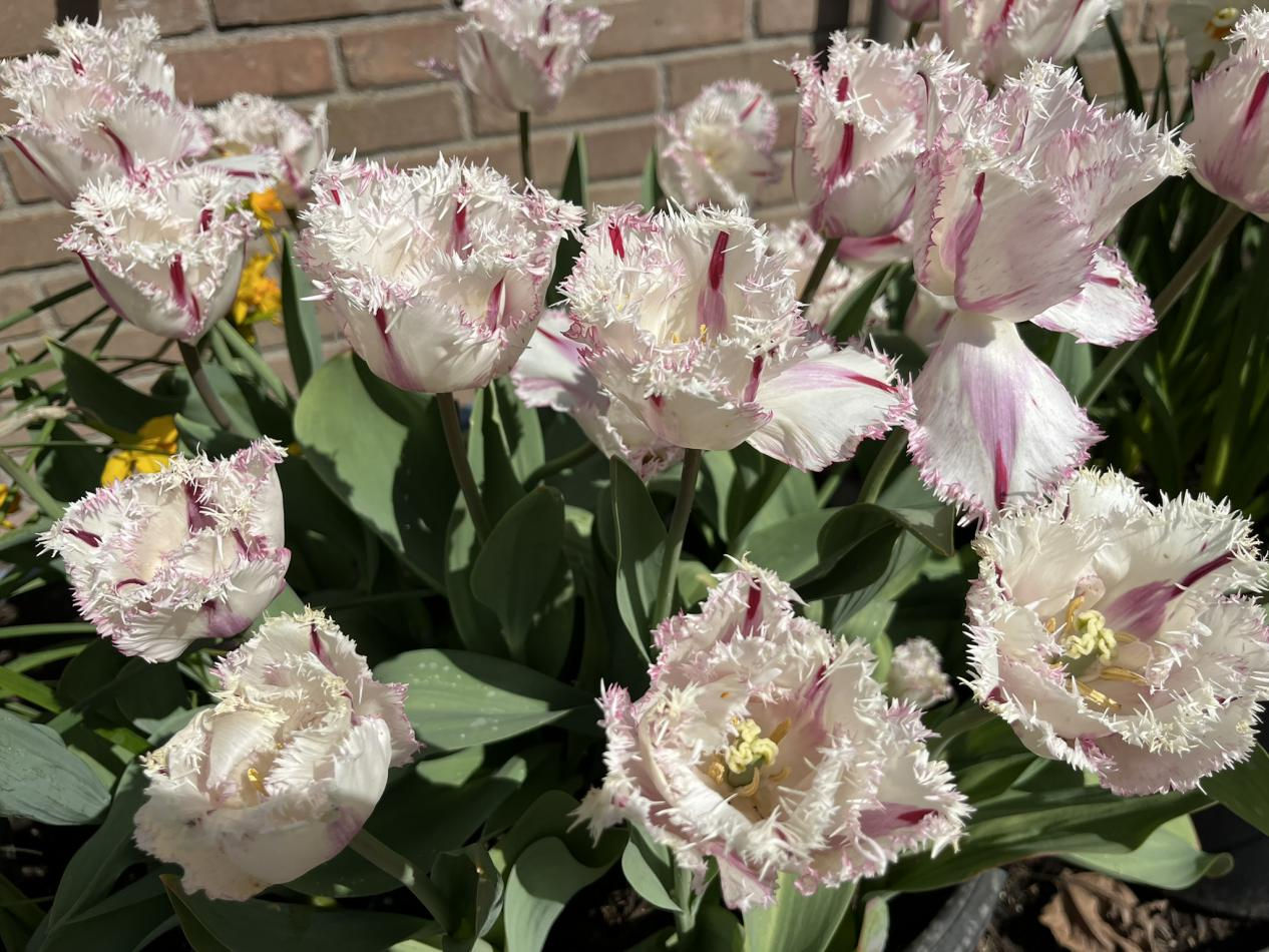 Tulp-Coldplay-1 Coldplay - Afbeelding 1