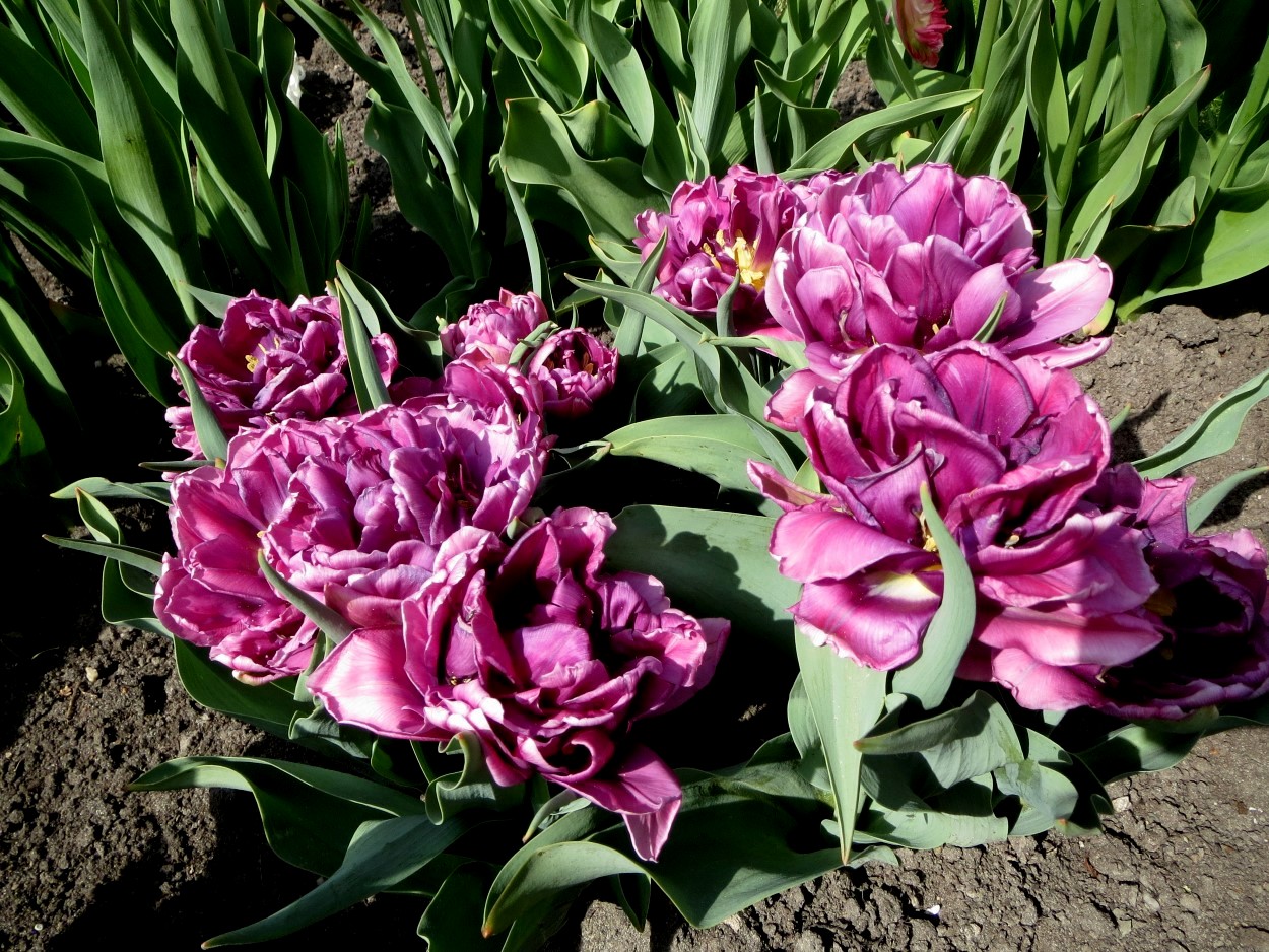 Tulp-Color-Burst-2 Color Burst - Afbeelding 1