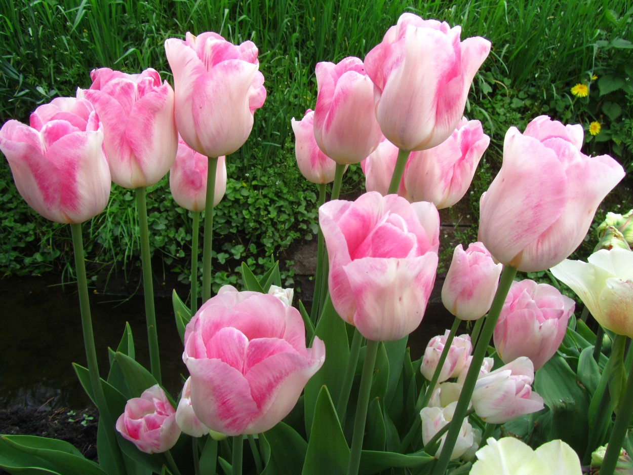 Tulp-Color-Magic-1 Color Magic - Afbeelding 1