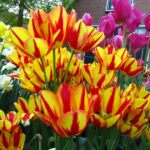 Colour Spectacle