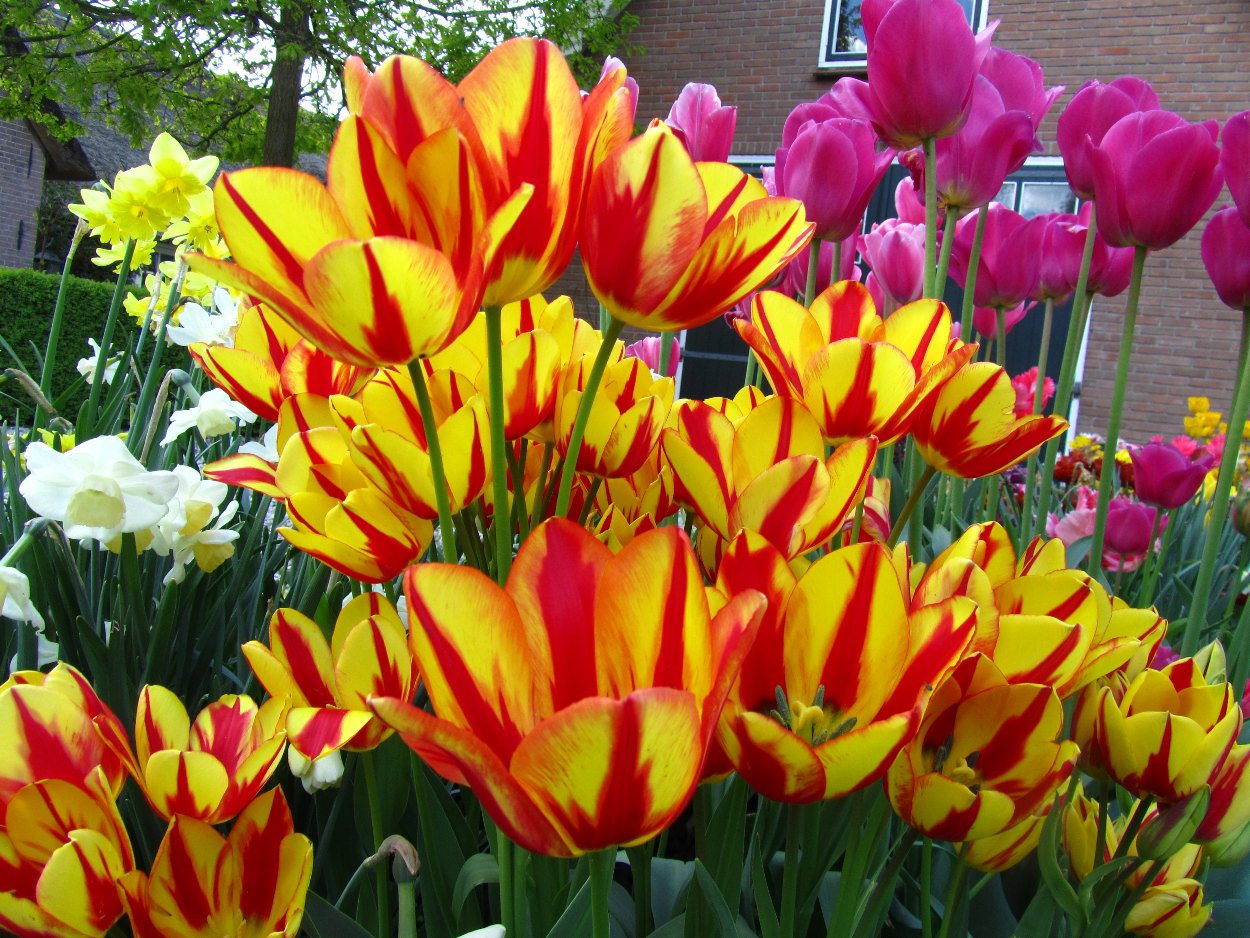 Tulp-Color-Spectable-1 Colour Spectacle - Afbeelding 1