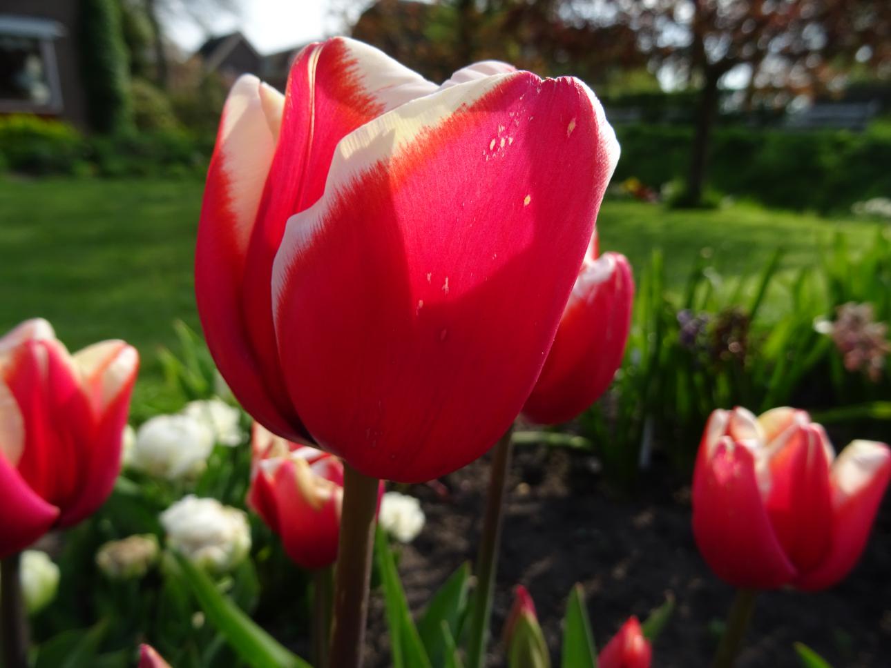 Tulp-Colorado-Star-1 Colorado Star - Afbeelding 1