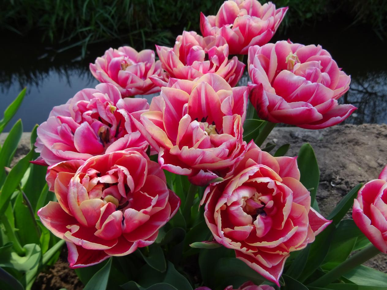 Tulp-Columbus-2 Columbus - Afbeelding 1