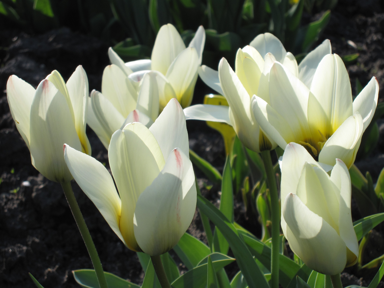 Tulp-Concerto-1 Concerto - Afbeelding 1
