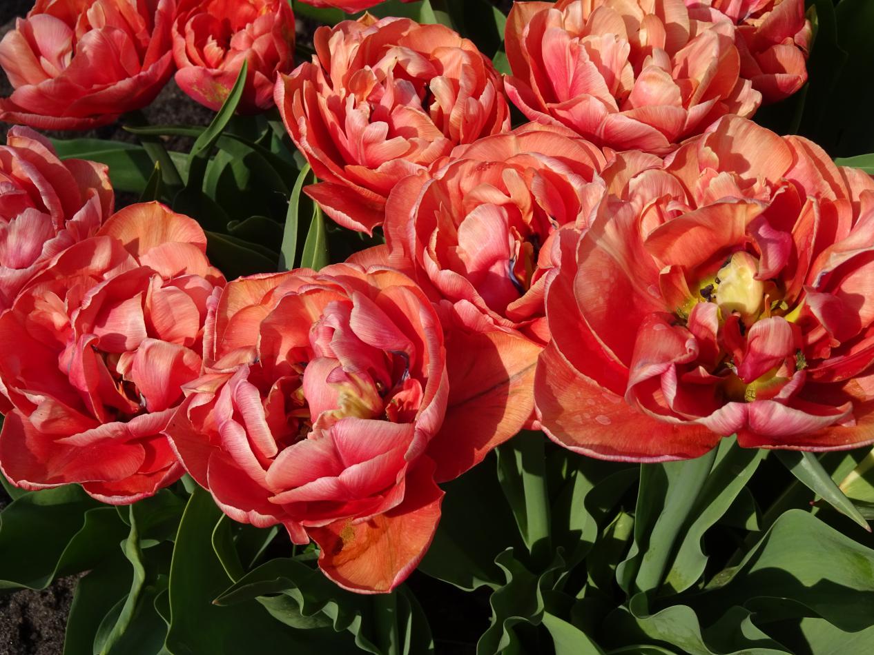 Tulp-Copper-Image-1 Copper Image - Afbeelding 1