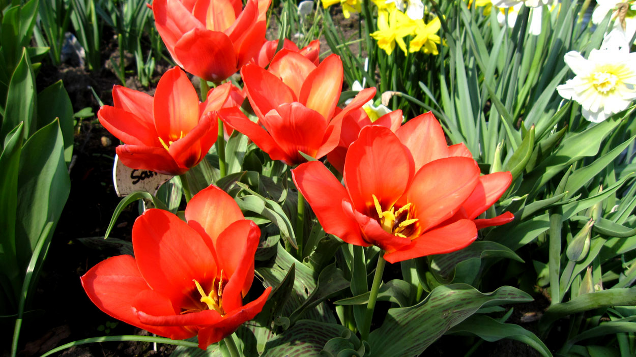Tulp-Coral-Satin-1 Coral Satin - Afbeelding 1