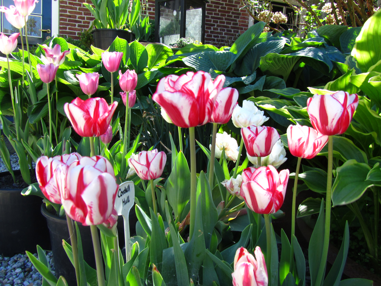Tulp-Cordel-Hull-1 Cordell Hull - Afbeelding 1