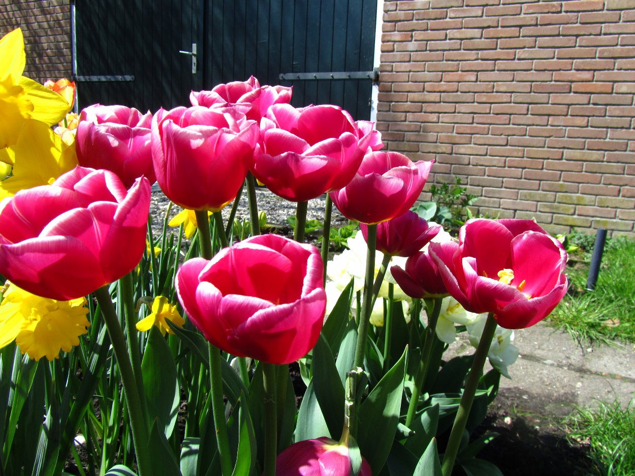 Tulp-Cracker-1 Cracker - Afbeelding 1