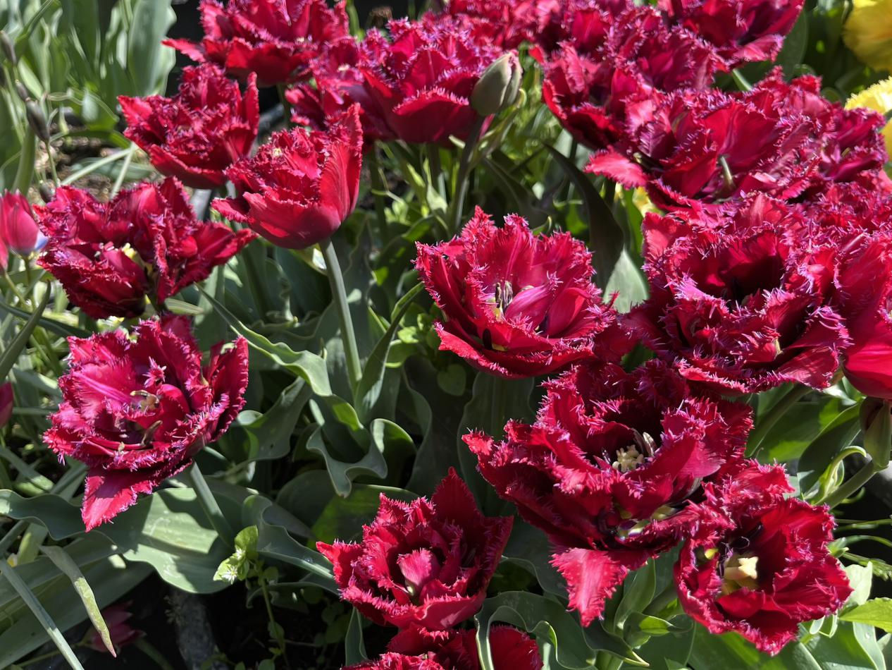 Tulp-Cranberry-Thisstle-2 Cranberry Thistle - Afbeelding 1
