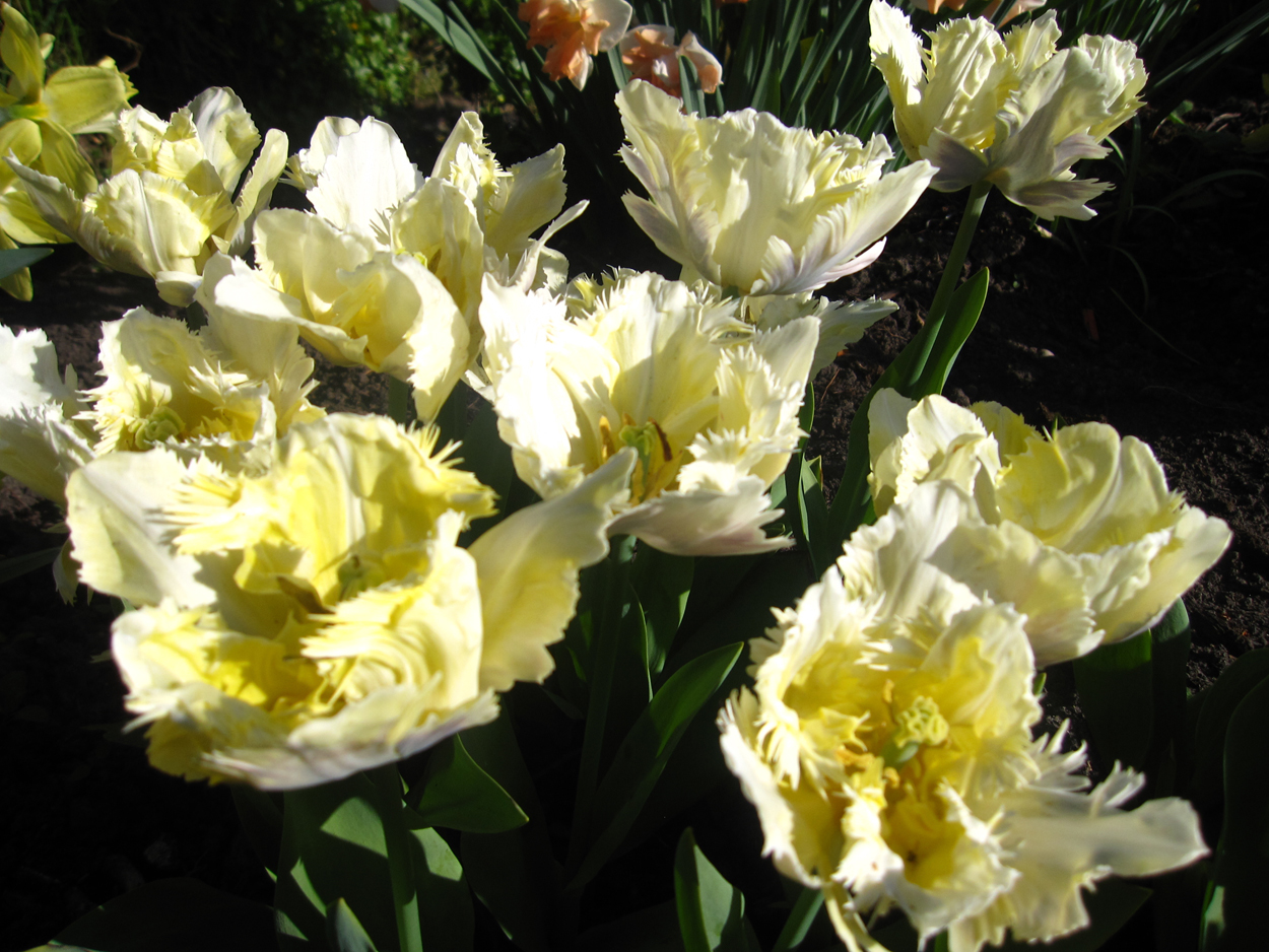 Tulp-Creme-Lizard-1 Creme Lizard - Afbeelding 1