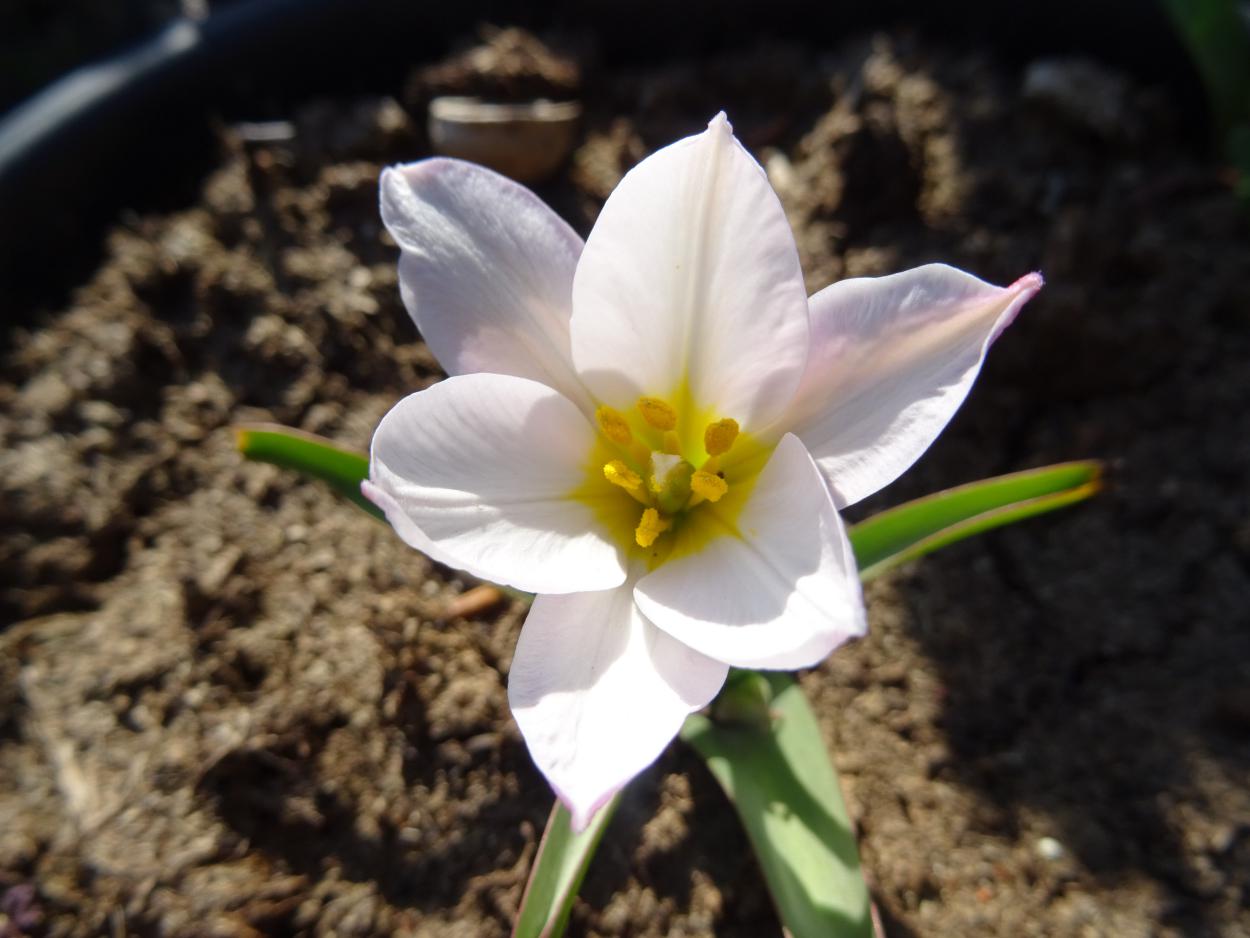Tulp-Cretica-Archanes-1 Cretica Archanes - Afbeelding 1