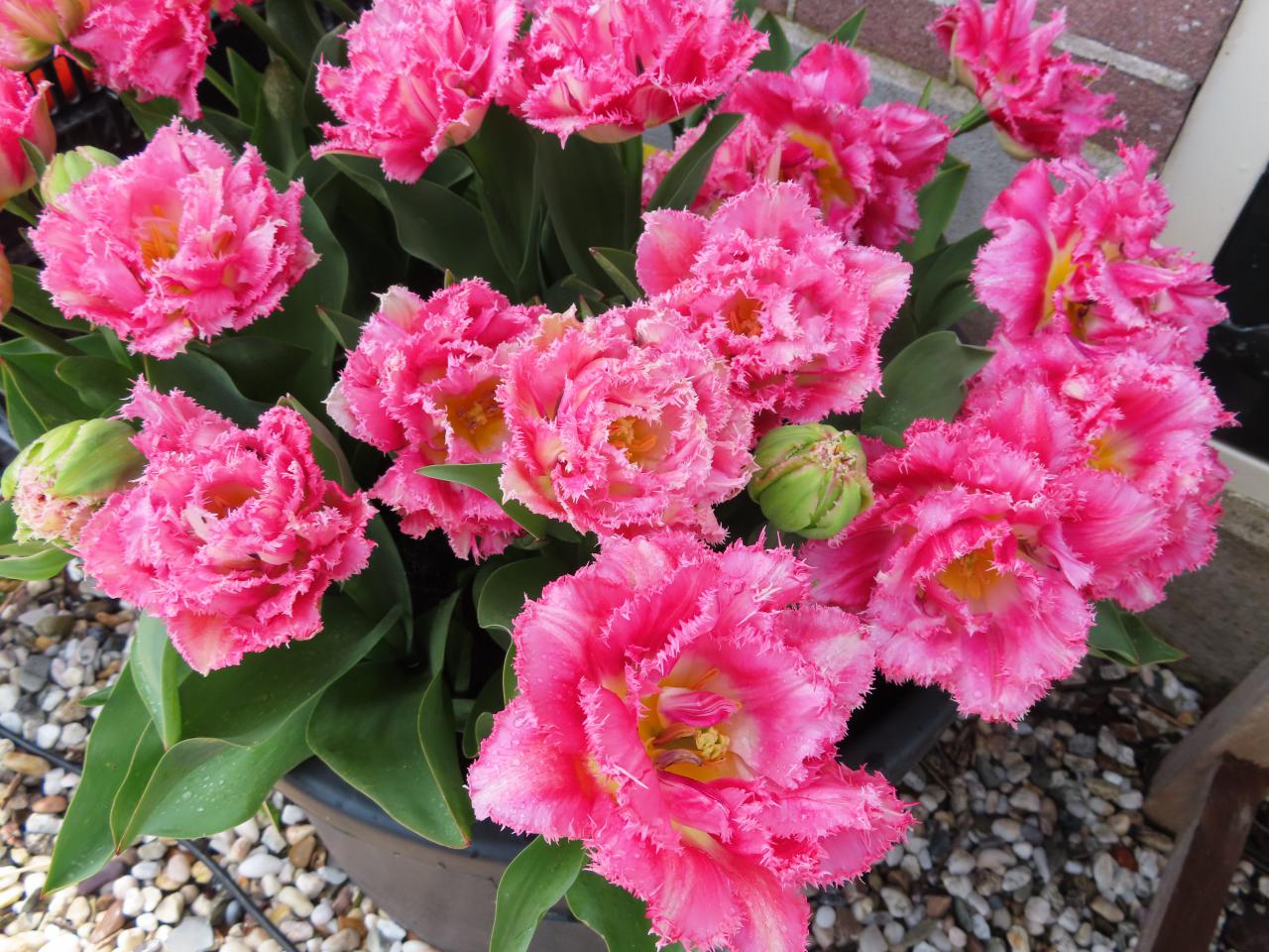 Tulp-Crispian-Love-2 Crispion Love - Afbeelding 1