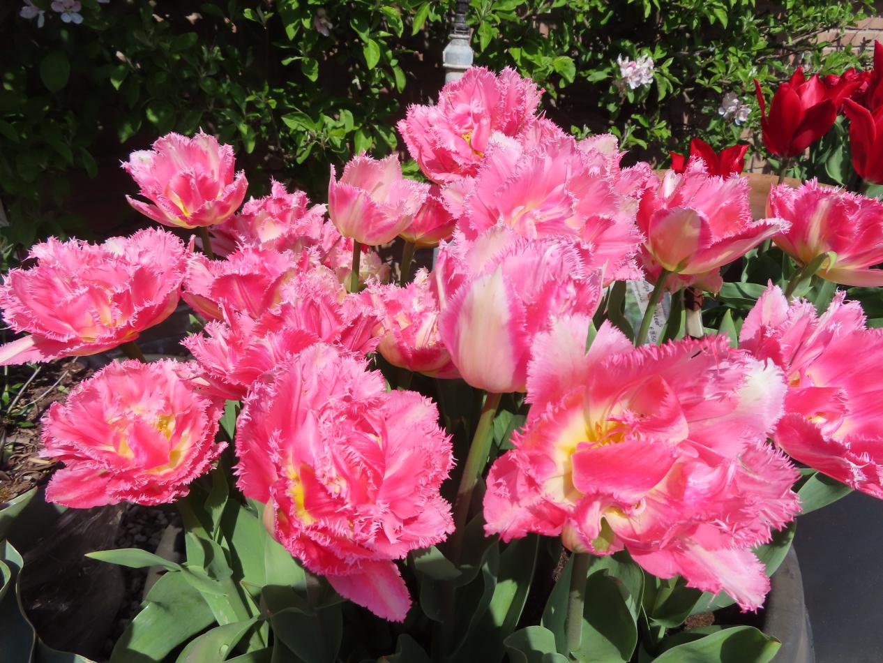 Tulp-Crispy-1 Crispa - Afbeelding 1