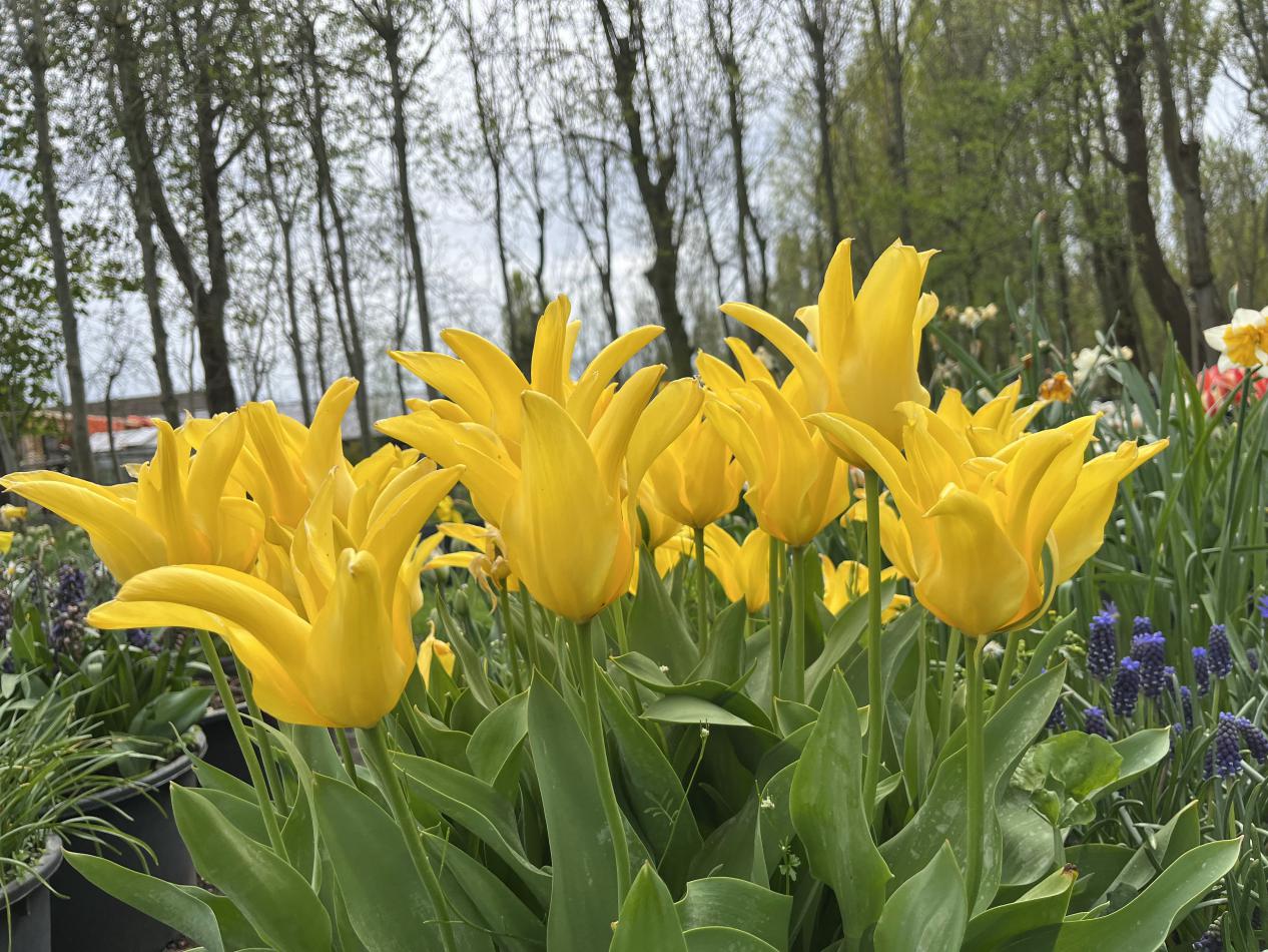 Tulp-Crown-Jewel-1 Crown Jewel - Afbeelding 1