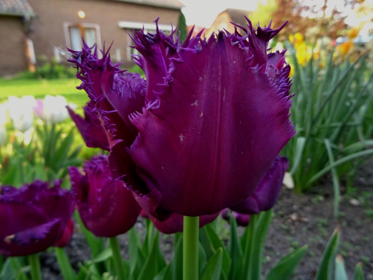Tulp-Curley-Sue-1 Curly Sue - Afbeelding 1