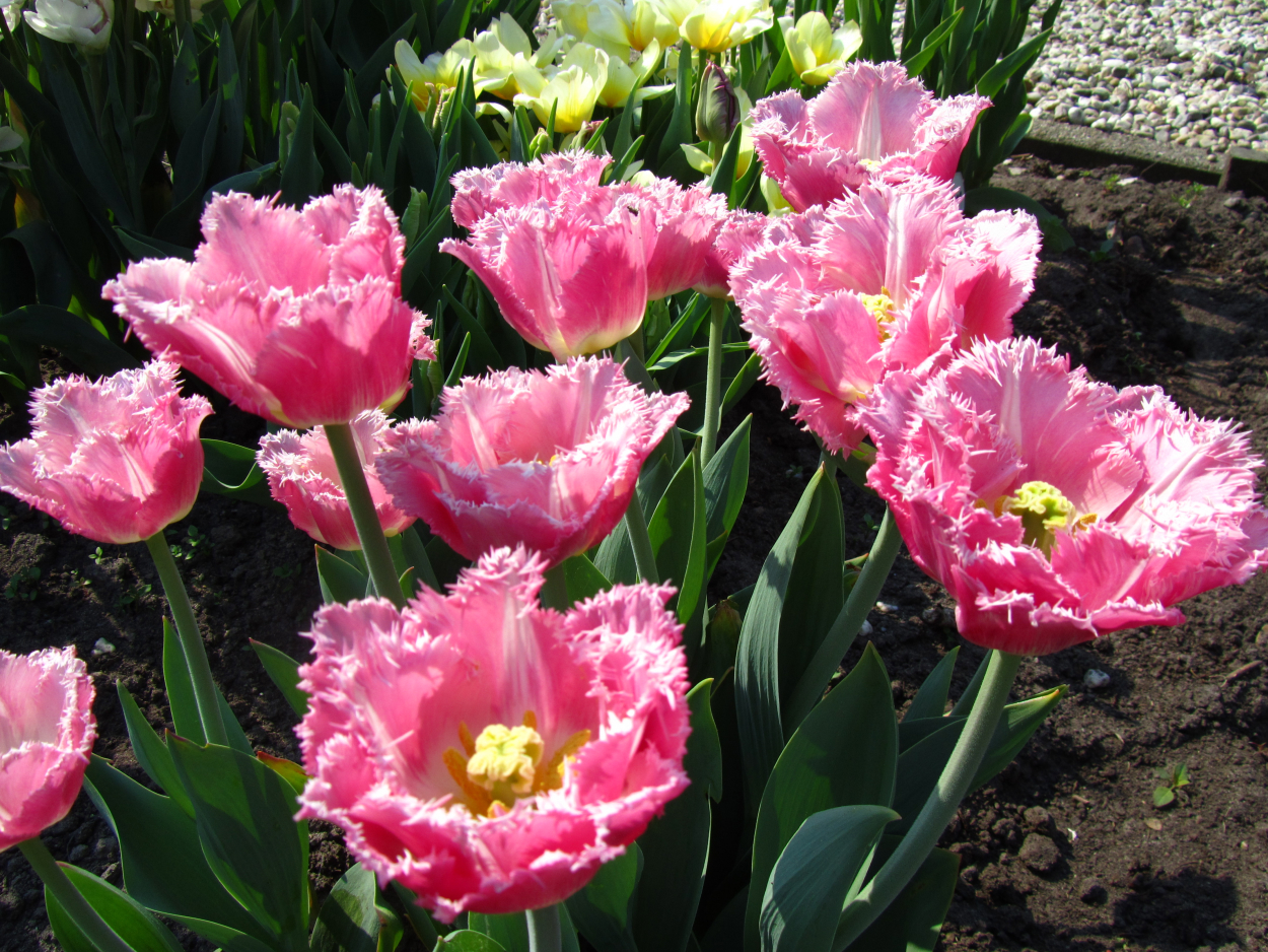 Tulp-Dallas-1 Dallas - Afbeelding 1