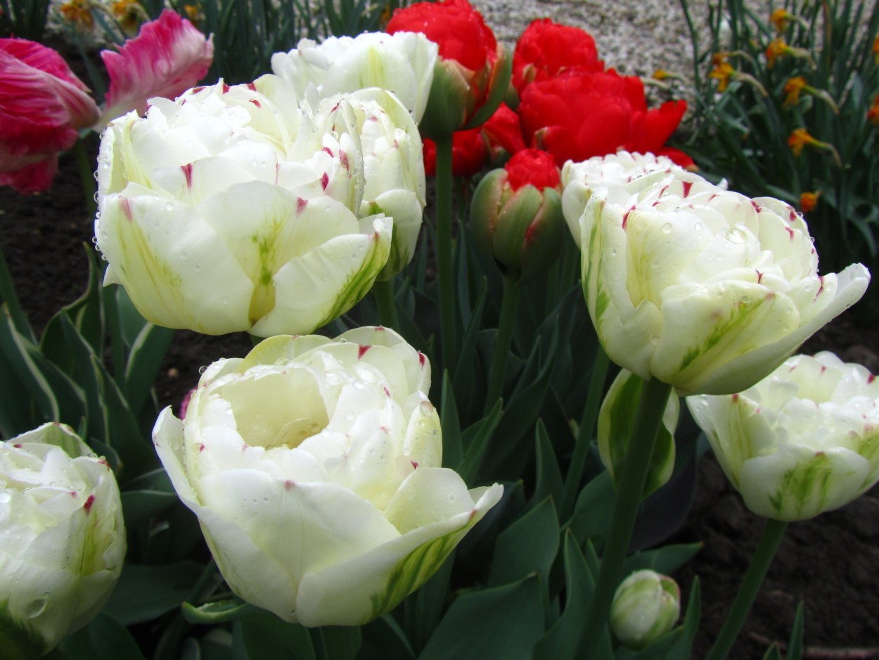 Tulp-Dance-line-2 Danceline - Afbeelding 1